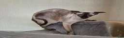 Siamese cats for sale: Beautiful RETIRED Siamese girl - Advert 2