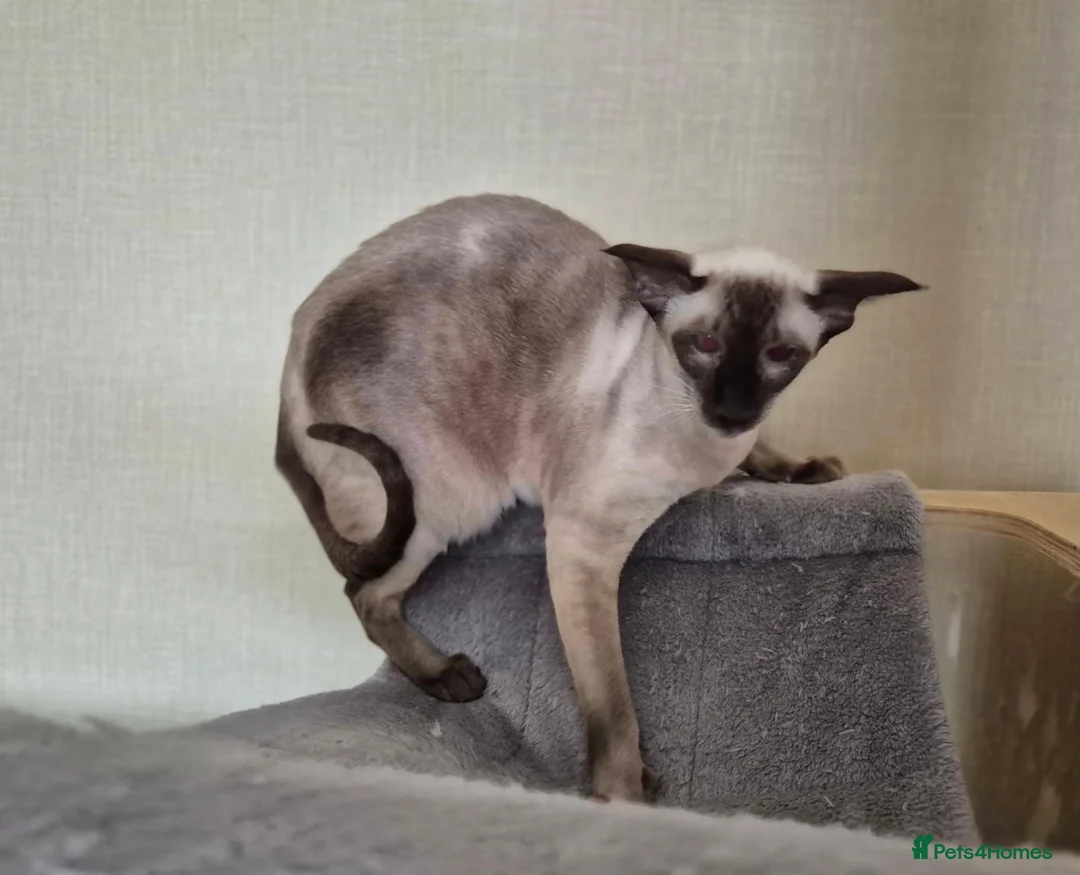 Siamese cats for sale: Beautiful RETIRED Siamese girl - Advert 2