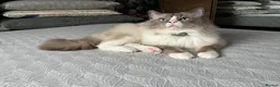 Ragdoll cats for stud: Handsome Ragdoll available for STUD services in Stockport - Advert 4
