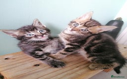 Mixed Breed cats for sale: Fluffy Bundles of Joy :) - Image 7