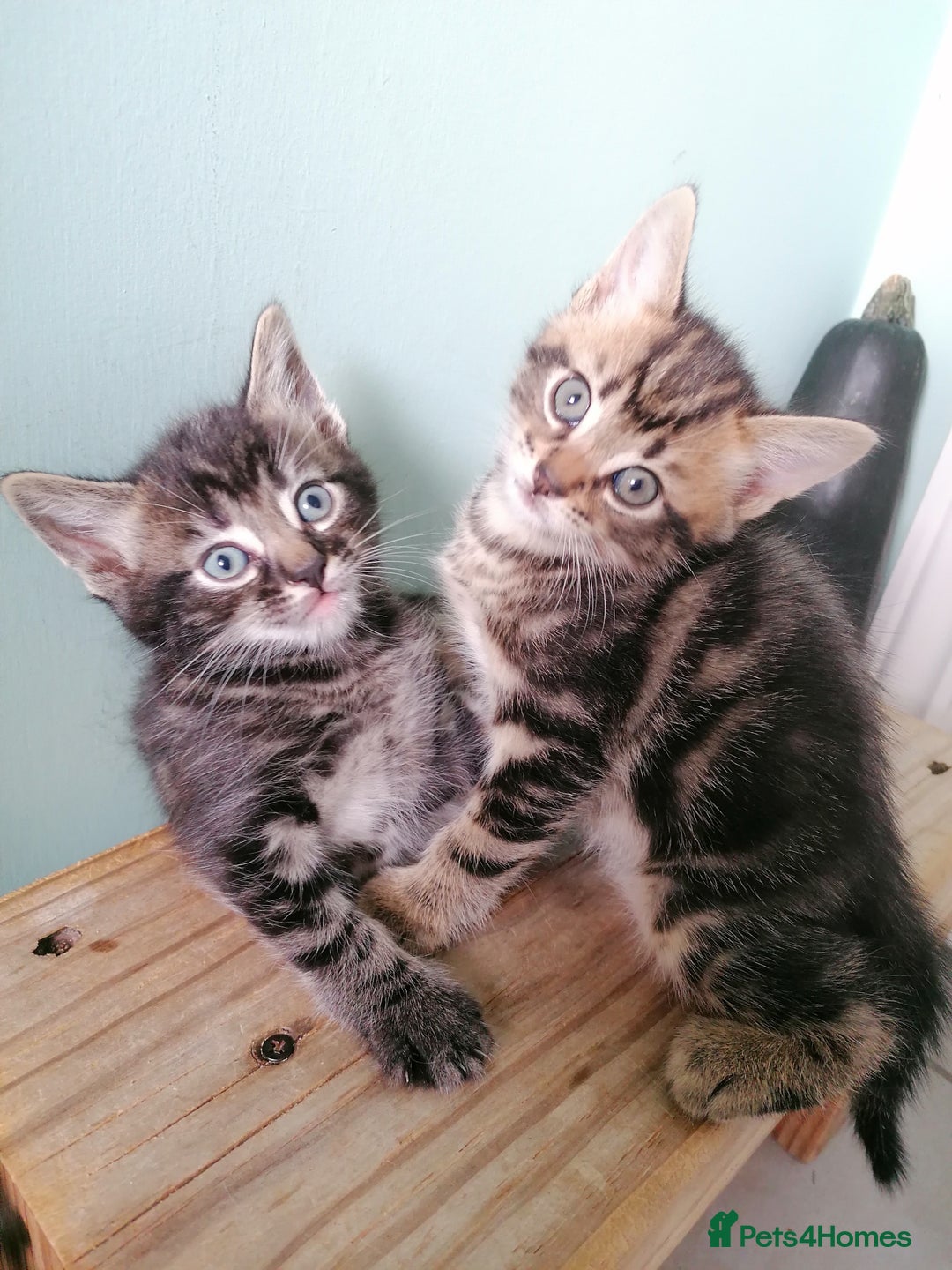 Mixed Breed cats for sale: Fluffy Bundles of Joy :) - Image 7