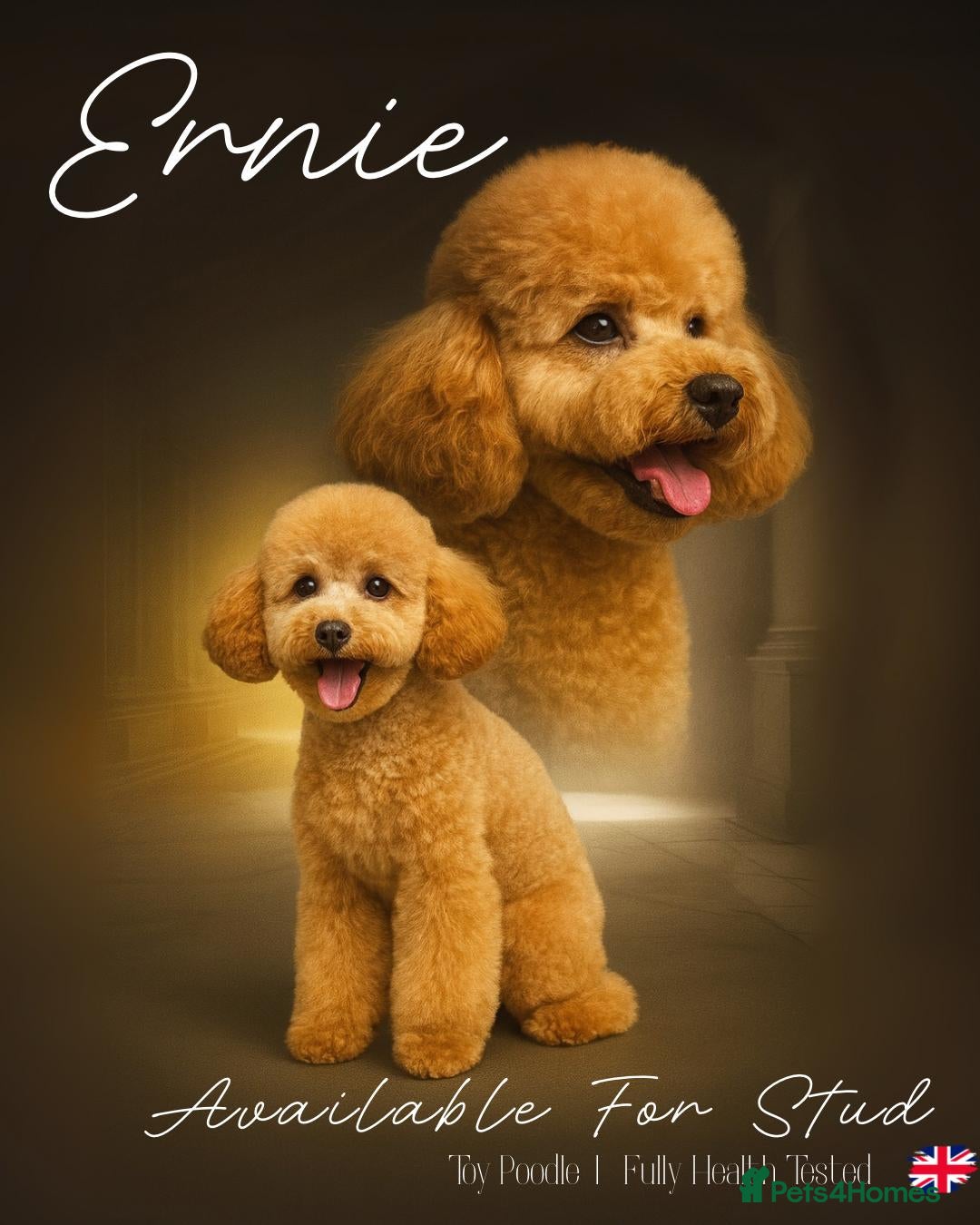 Toy Poodle dogs Toy poodle Stud  in Markfield - Advert 16
