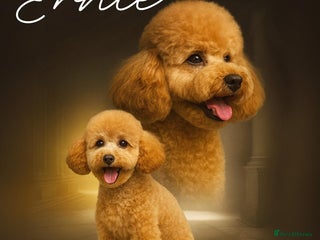 Toy Poodle dogs in Markfield - Advert 11