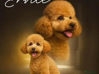 Toy Poodle dogs Toy poodle Stud in Markfield - Advert 8