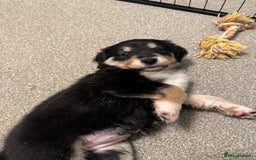 Mixed Breed dogs for sale: 🐾 Golden Retriever × Border Collie Puppies - Advert 12