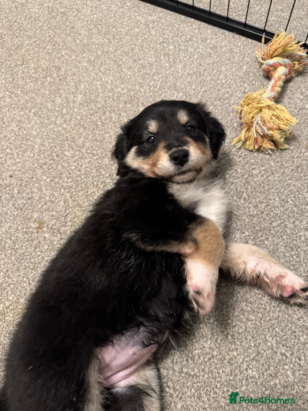 Mixed Breed dogs for sale: 🐾 Golden Retriever × Border Collie Puppies - Advert 12