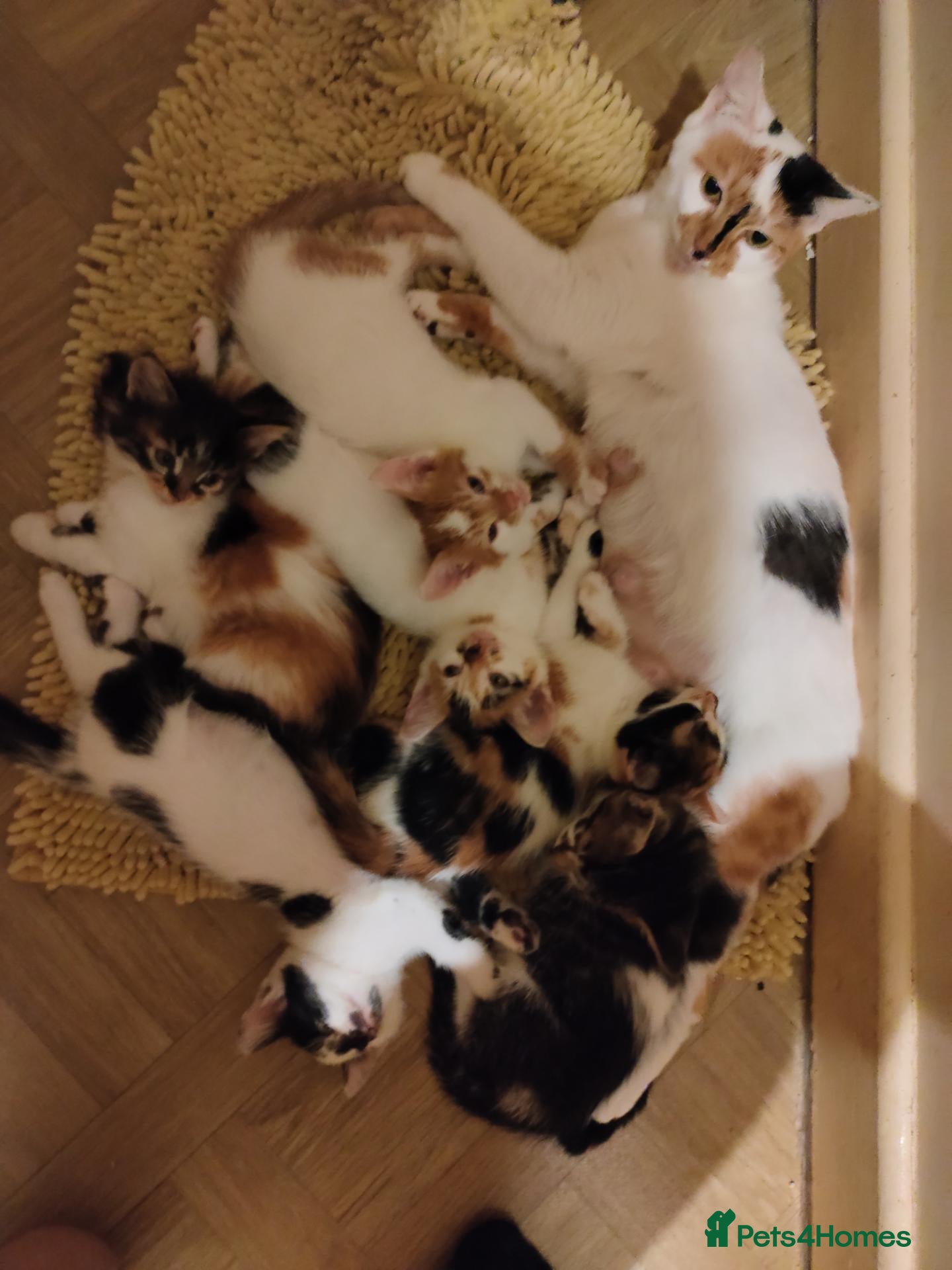 Mixed Breed cats Beautiful kittens looking for forever homes  - Advert 3