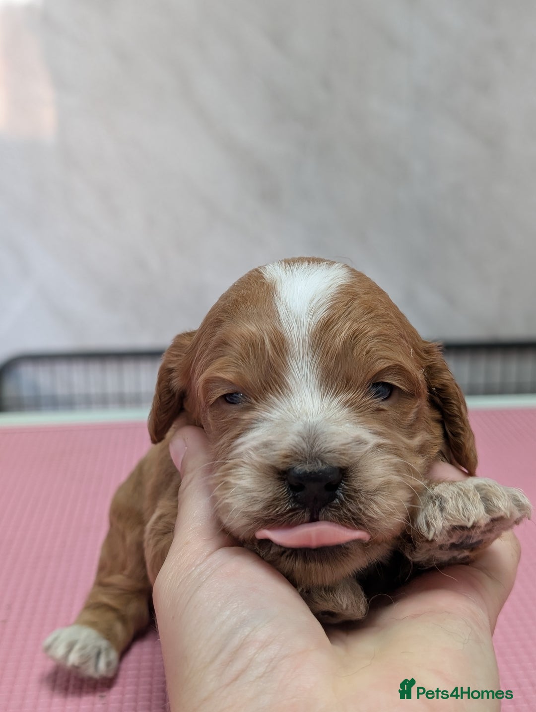 Cockapoo dogs for sale: Stunning red and golden F1 female cockapoo puppies - Image 9