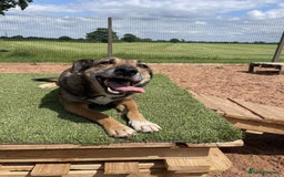 Mixed Breed dogs for adoption: Meet Faith, currently residing in Cheshire  in Nantwich - Image 10