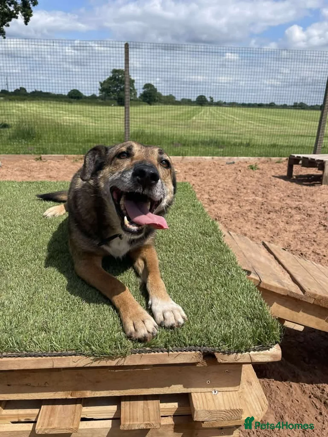 Mixed Breed dogs for adoption: Meet Faith, currently residing in Cheshire  in Nantwich - Advert 10