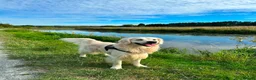 Golden Retriever dogs for stud: Proven cream KC golden retriever - Advert 2