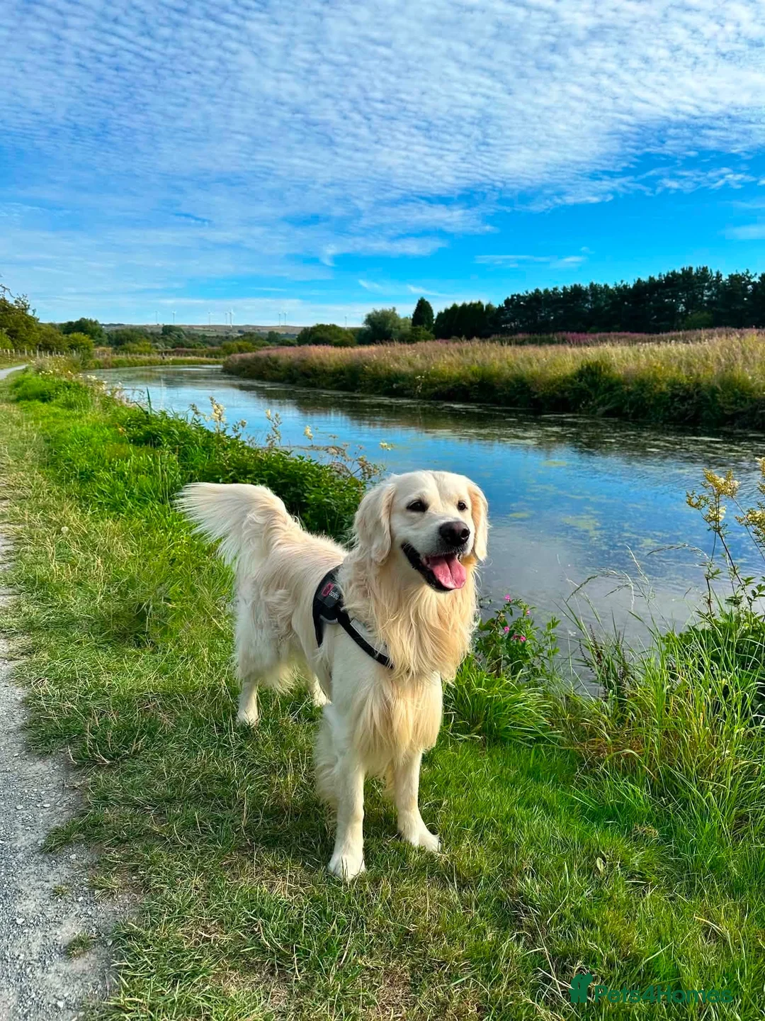 Golden Retriever dogs for stud: Proven cream KC golden retriever - Advert 2