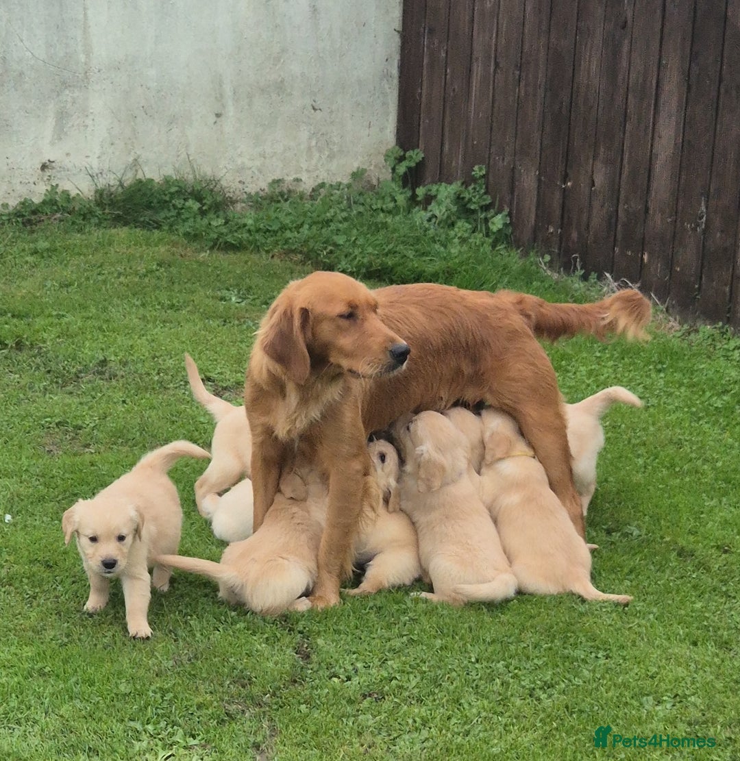 Golden Retriever dogs for sale: KC GOLDEN RETRIEVER PUPPIES  - Image 6