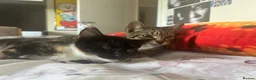 Mixed Breed cats for sale: Two kittens - Advert 1