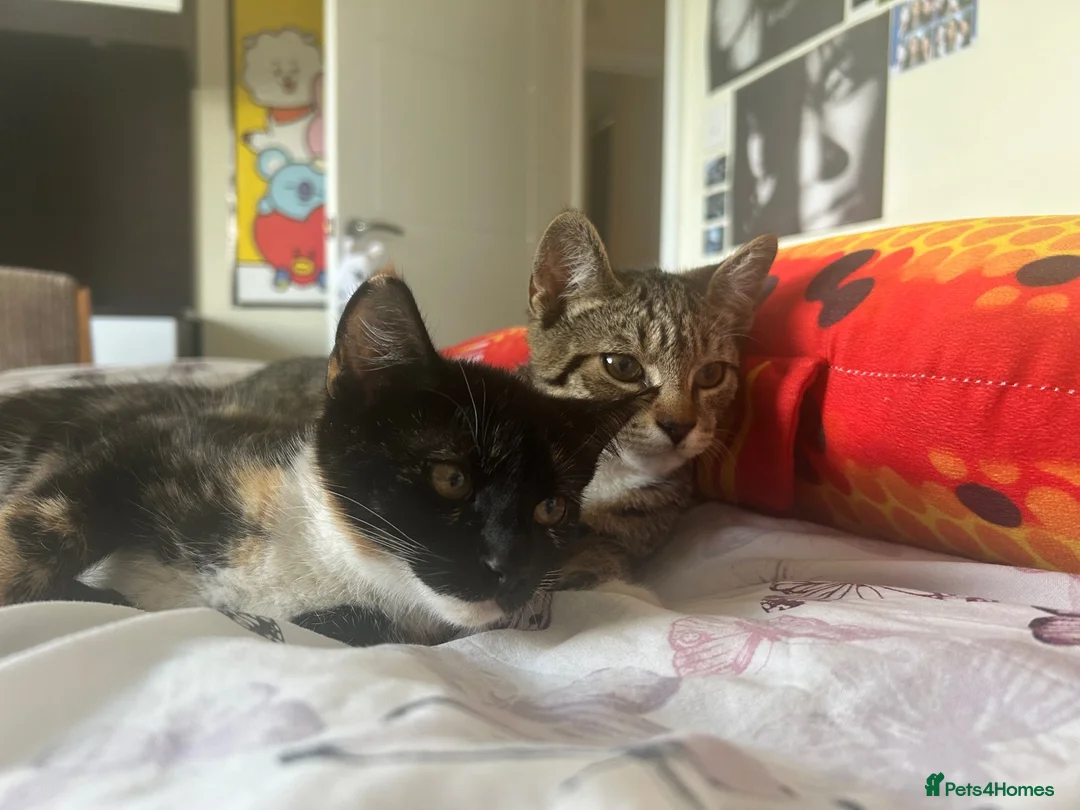 Mixed Breed cats for sale: Two kittens - Advert 1