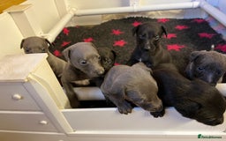 Whippet dogs for sale: Bedlington/Whippet Puppies - Advert 4