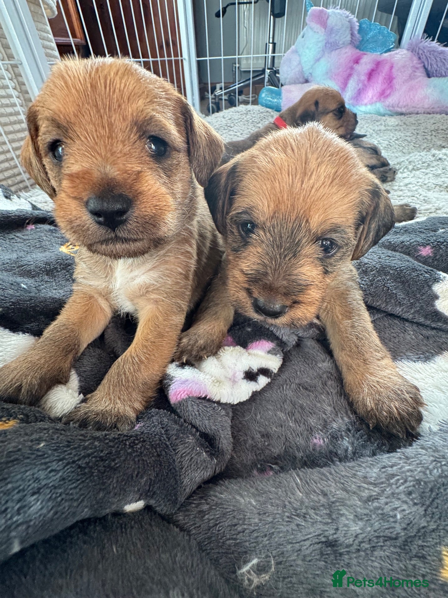 Mixed Breed dogs for sale: Gorgeous female puppies - Advert 1