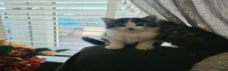 Ragdoll cats for sale: Beautiful Ragdoll cross Norwegian forest kittens  - Advert 25