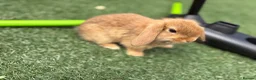 Mini Lop rabbits for sale: Gorgeous baby mini lops  - Advert 4