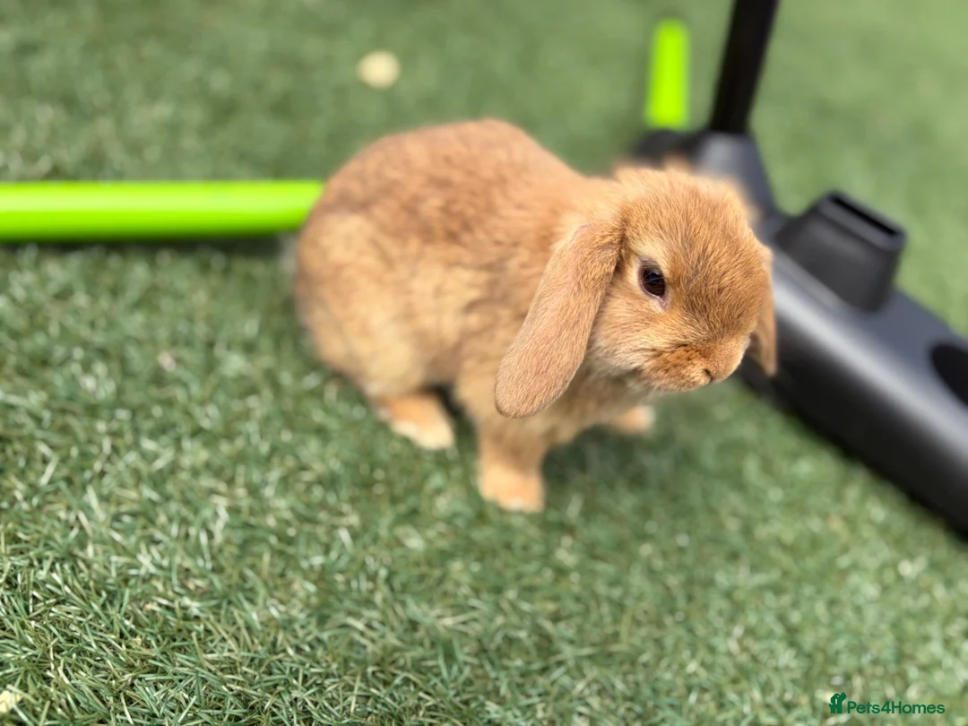 Mini Lop rabbits for sale: Gorgeous baby mini lops  - Advert 4