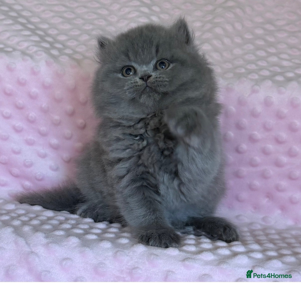 British Longhair cats ✨Beautiful girl available ✨ - Advert 4
