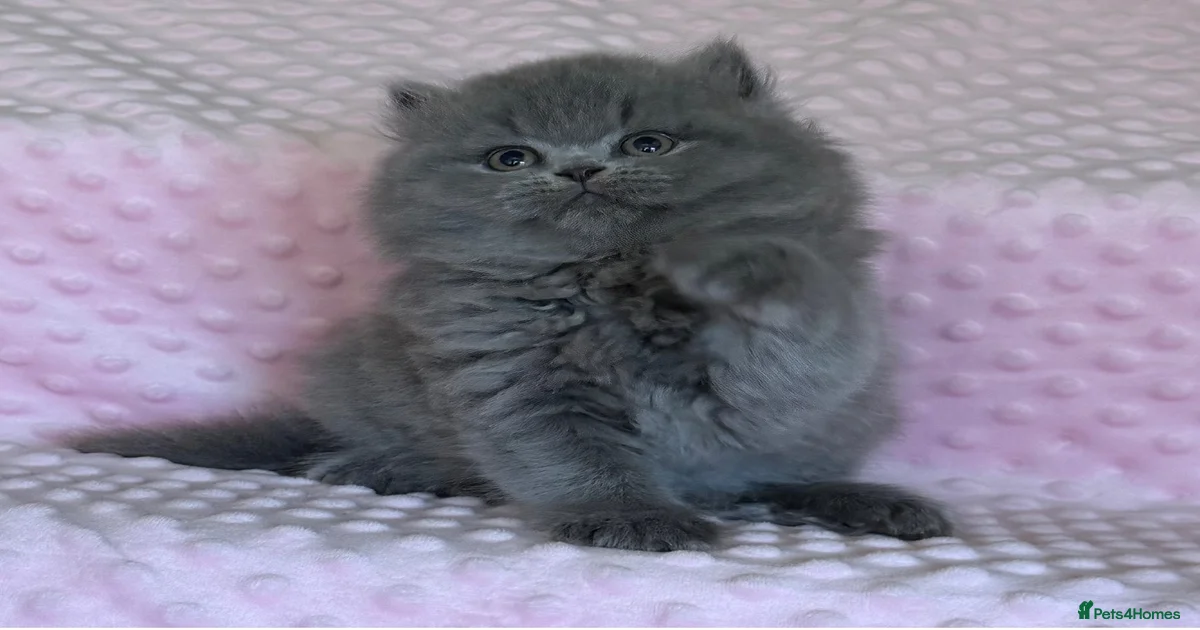 Blue long hair British Longhair Kittens for sale | Pets4Homes