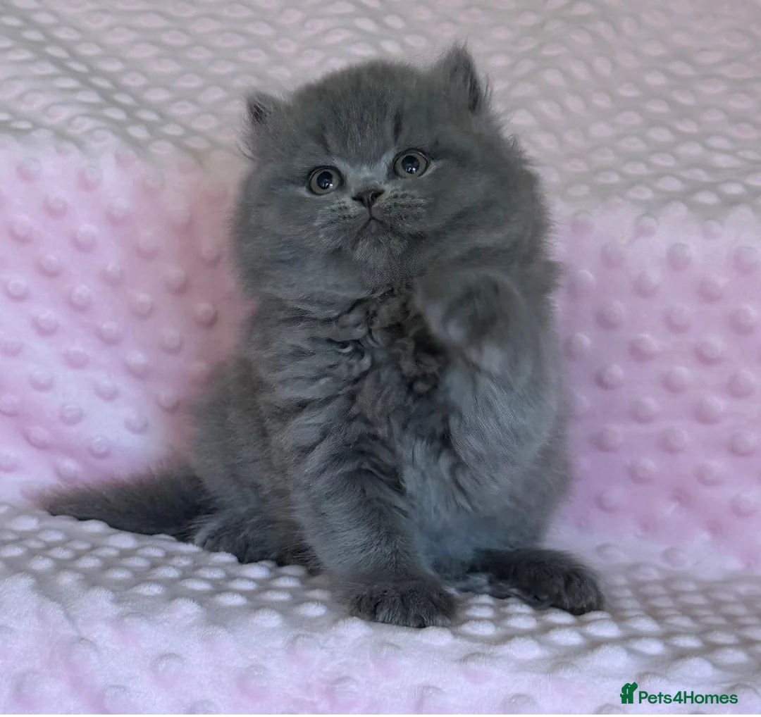 British Longhair cats for sale: ✨Beautiful girl available ✨ - Advert 1