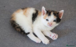 Mixed Breed cats for sale: 4 mixed breed kittens are looking home  - Image 12