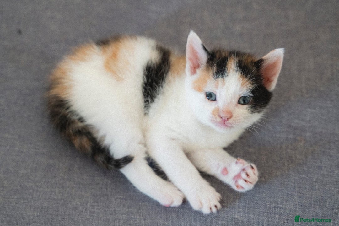 Mixed Breed cats for sale: 4 mixed breed kittens are looking home  - Image 12