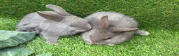 Mixed Breed rabbits for sale: Gorgeous grey bunnies  - Advert 2