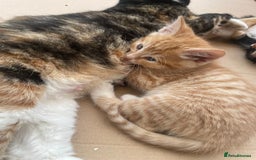 Domestic Shorthair cats for sale: Adorable kittens  - Image 2