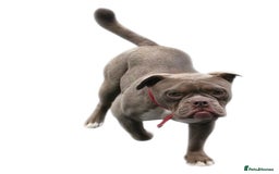 Old Tyme Bulldog dogs for sale: Old tyme bulldog  - Image 4