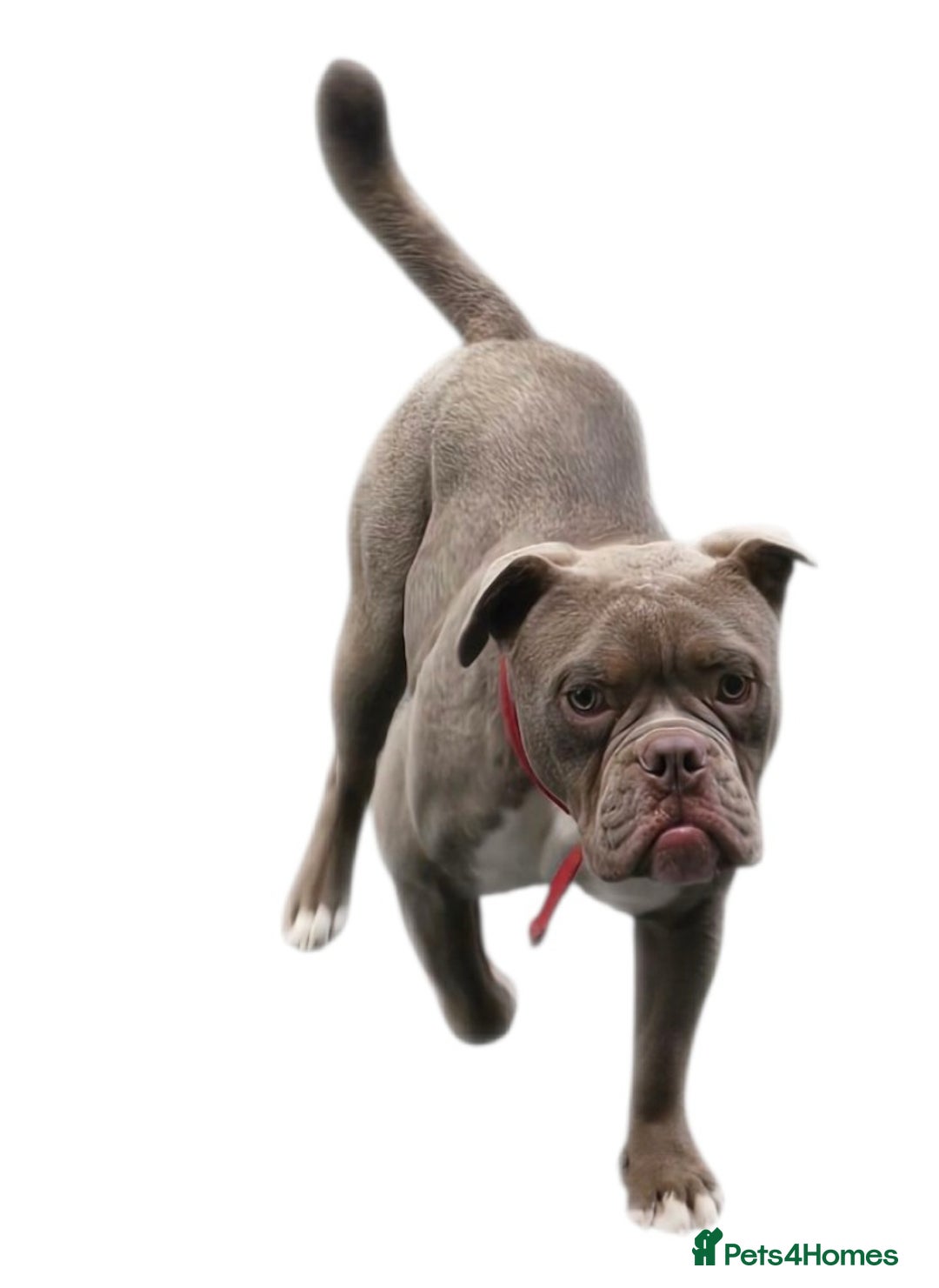Old Tyme Bulldog dogs for sale: Old tyme bulldog  - Image 4
