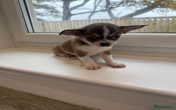 Chihuahua dogs for sale: Stunning chihuahua litter  - Image 7