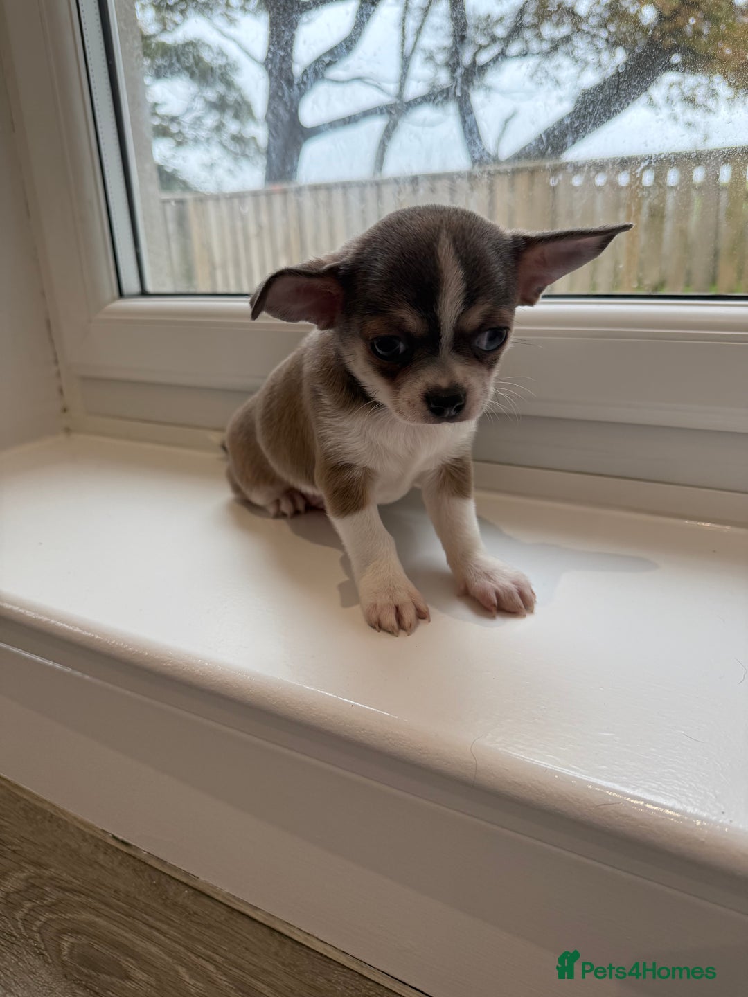 Chihuahua dogs for sale: Stunning chihuahua litter  - Image 7