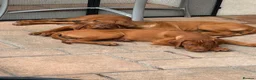Rhodesian Ridgeback dogs for sale: KC Registered RR Ready for forever Homes 1st July - Advert 3