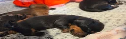 Miniature Dachshund dogs for sale: MINIATURE DACHSHUNDS TO FIND THEIR FOREVER HOME 🏡 - Advert 4