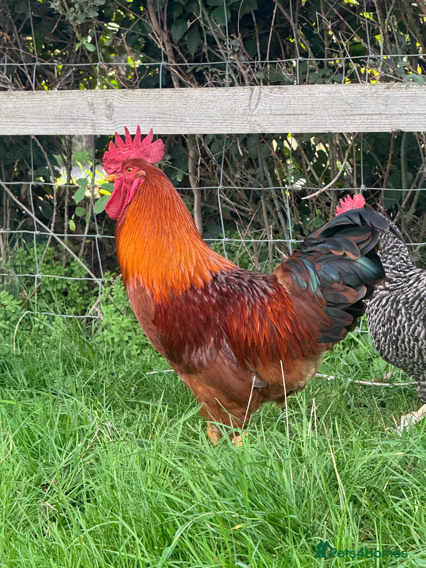 Chickens poultry (Piri Piri) Rhode Island Red Cockerel  - Advert 1