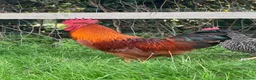 Chickens poultry for sale: (Piri Piri) Rhode Island Red Cockerel  - Advert 5
