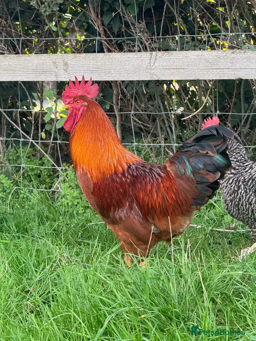 Chickens poultry for sale: (Piri Piri) Rhode Island Red Cockerel  - Advert 5