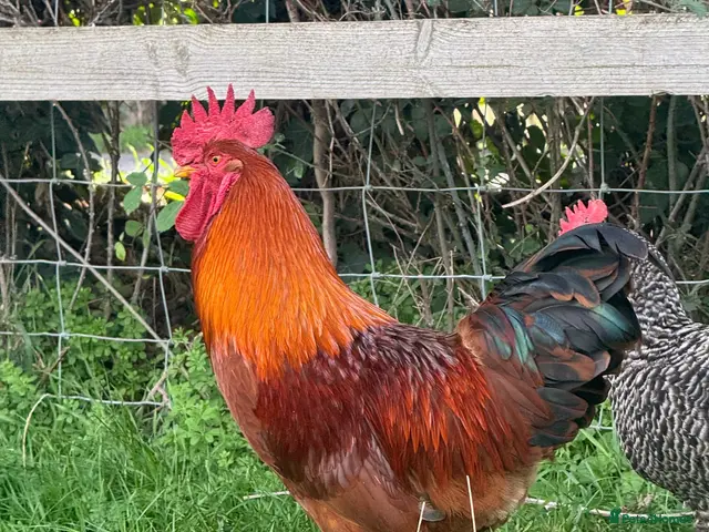 Chickens poultry for sale: (Piri Piri) Rhode Island Red Cockerel - Advert 1