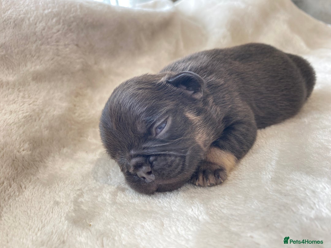 French Bulldog dogs for sale: Beautiful litter off French bulldog puppies  - Image 22