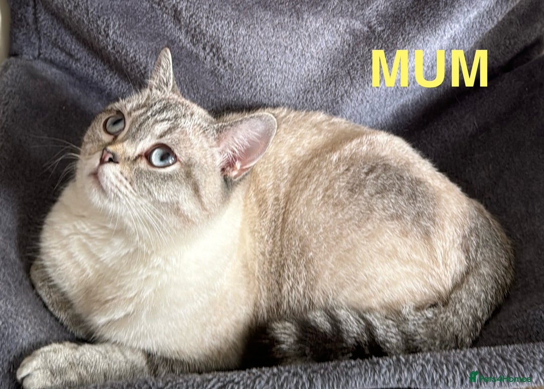 British Shorthair cats for sale: Pedigree British shorthair kitten seeks family  - Image 4