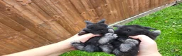 Mini Lop rabbits for sale: Beautiful mini lops - Advert 25