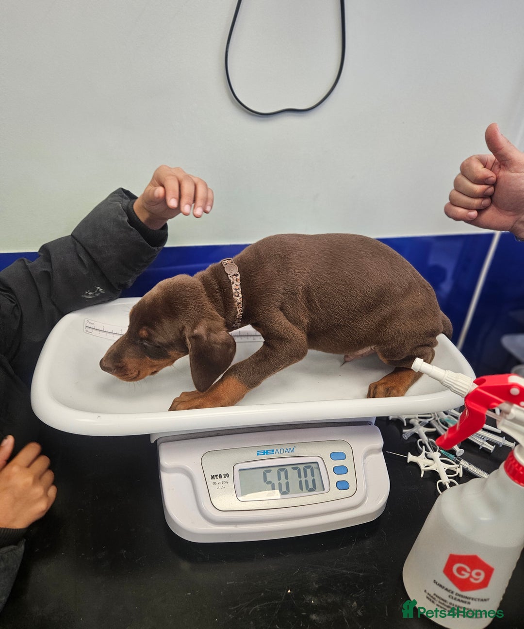 Dobermann dogs for sale: Elite Class World Champion Pedigree Pups KC'D - Image 10