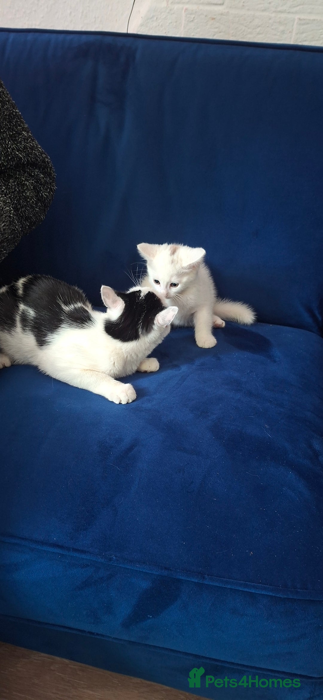 Mixed Breed cats for sale: 2 adorable kittens 8 weeks old - Image 4