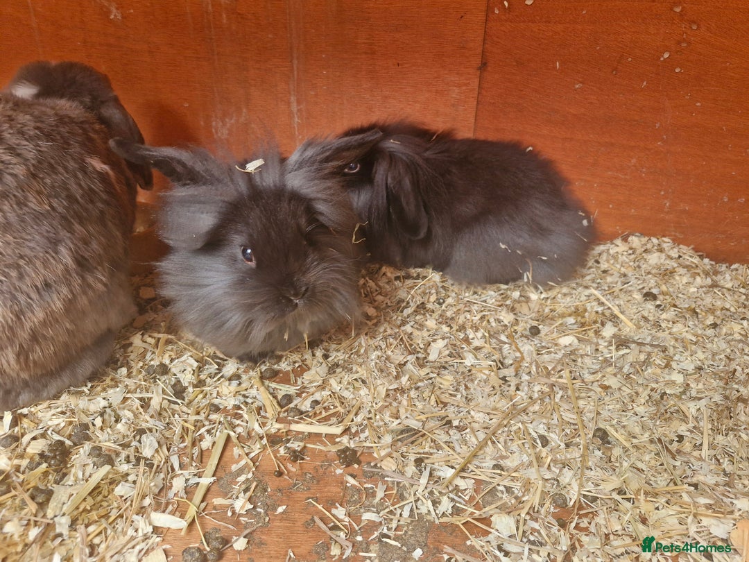 Lionhead rabbits for sale: 2 little sisters looking for their forever home - Image 5