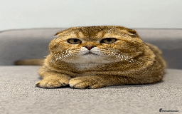 Scottish Fold cats for sale: Beautiful Scottish Fold Cat Looking 4 Loving Home - Image 13