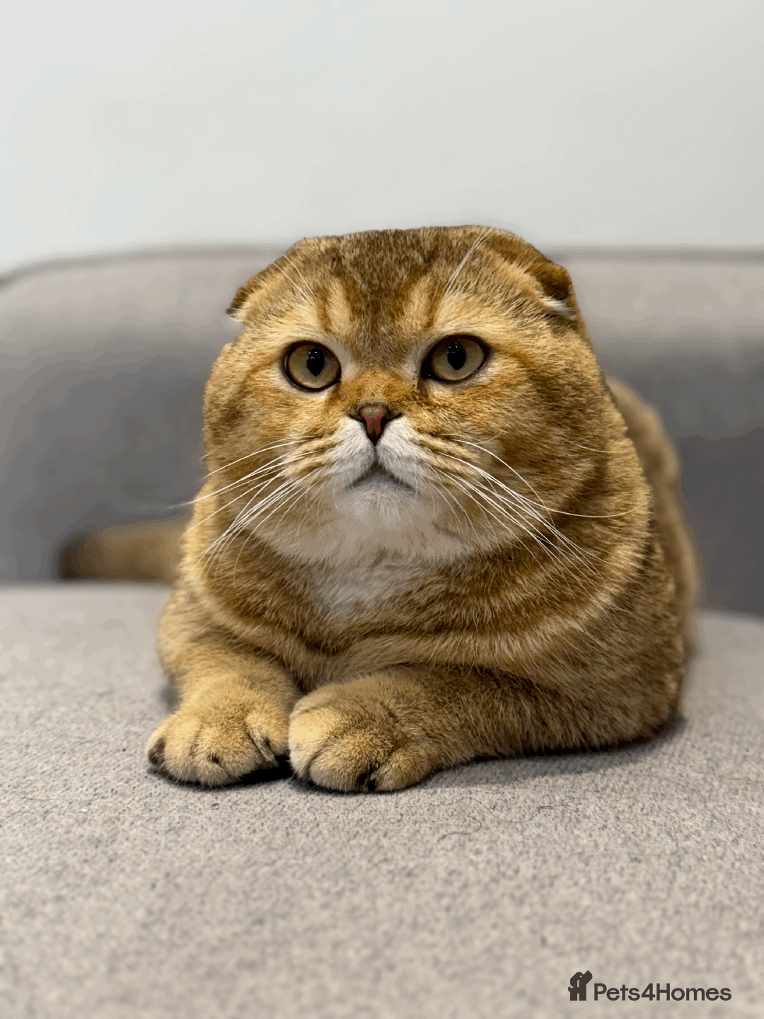 Scottish Fold cats for sale: Beautiful Scottish Fold Cat Looking 4 Loving Home - Image 13