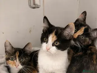 Maine Coon cats Maine Coon x Kittens - Advert 1